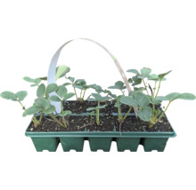Bio Căpşuni FloraSelf Bio Fragaria x ananassa 'Mieze Schindler' pachet 10 buc.
