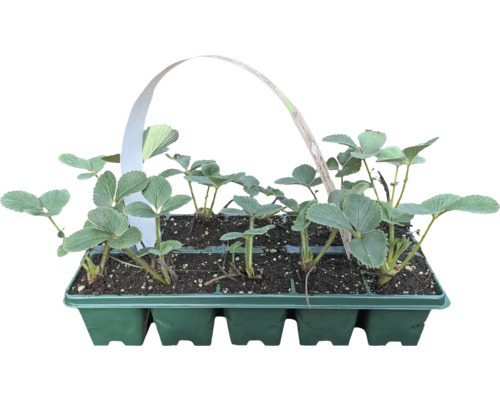 Bio Căpşuni FloraSelf Bio Fragaria x ananassa 'Mieze Schindler' pachet 10 buc. Răsaduri de căpșuni într-o cutie de răsaduri