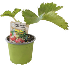 Bio Căpşuni FloraSelf Bio Fragaria x ananassa 'Senga® Sengana®' ghiveci Ø 9 cm
