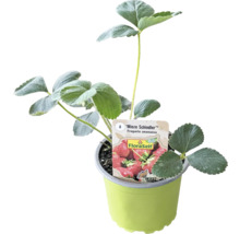 Bio Căpşuni FloraSelf Bio Fragaria x ananassa 'Mieze Schindler' ghiveci Ø 9 cm