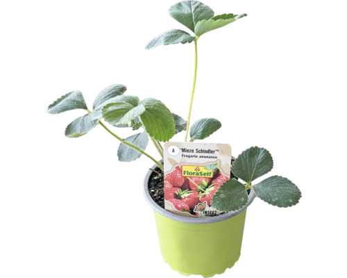 Bio Căpşuni FloraSelf Bio Fragaria x ananassa 'Mieze Schindler' ghiveci Ø 9 cm Plantă de căpșuni ''Mieze Schindler'' în ghiveci
