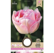 Pachet cu opt bulbi de lalele Tulipa Finola