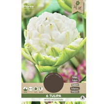 Pachet cu 6 lalele albe, varietatea White Mountain