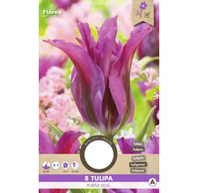 Lalea Florex Purple Doll, pachet de opt bucăți