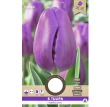 Pachet cu opt lalele mov din soiul Purple Rain