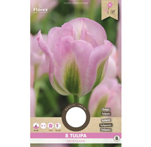 Pachet cu opt bulbi de lalele Tulipa Groenland