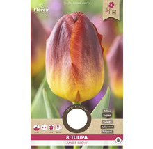 Lalea Amber Glow, 8 bucăți