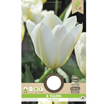 Pachet cu 8 bulbi de lalele Tulipa Purissima