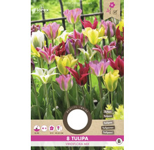 Pachet cu lalele Viridiflora Mix, 8 bucăți