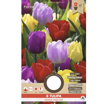 Pachet cu 8 amestecuri de lalele simple timpurii