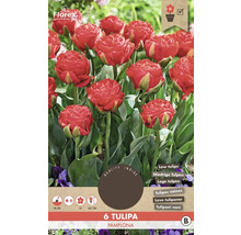 Pachet cu șase bulbi de lalele Tulipa Pamplona