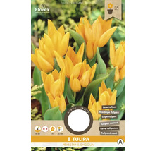 Pachet cu opt bulbi de lalele Tulipa Praestans Shogun