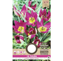 Pachet cu zece bulbi de lalea Tulipa humilis Persian Pearl