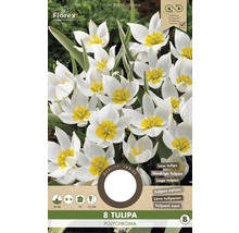 Pachet cu opt bulbi de lalea Tulipa polychroma