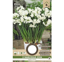Trei narcise albe Ziva într-un ghiveci