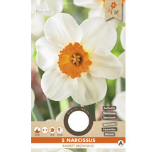 Pachet de 5 narcise de tip Barrett Browning