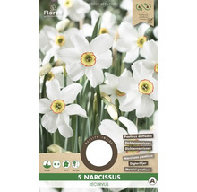 Pachet cu cinci bulbi de Narcissus recurvus