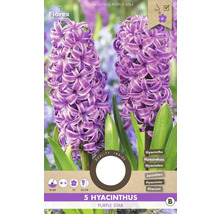 Pachet cu cinci bulbi de zambile Purple Star