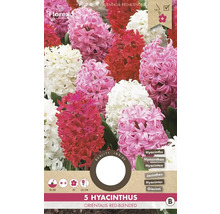 Pachet cu 5 zambile, soiul Red Blended