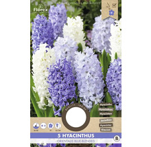 Pachet de 5 zambile Orientalis Blue-Blended