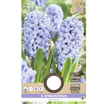 Pachet cu 5 zambile din soiul Delft Blue