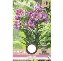 Crin Purple Lady, trei bucăți, crin arborescent