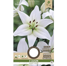 Pachet cu trei bucăți de crin asiatic din soiul Asiatic White