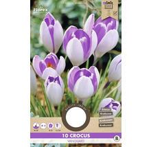 Pachet cu 10 crocus din soiul Vanguard