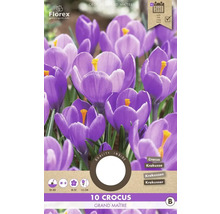 Pachet cu zece bulbi de crocus din soiul Grand Maitre