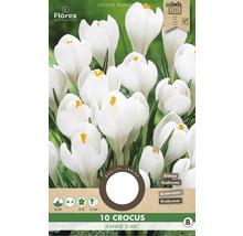 Pachet cu zece bulbi de crocus Jeanne d''Arc