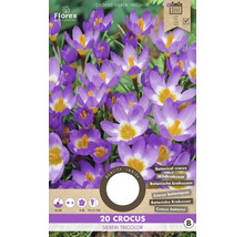 Pachet cu 20 de bulbi de Crocus Sieberi Tricolor