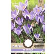 Crocus Spring Beauty, pachet de 15 bucăți