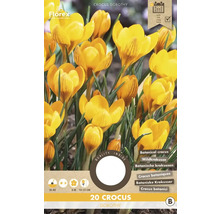 Pachet cu 20 de crocuși de tip Dorothy