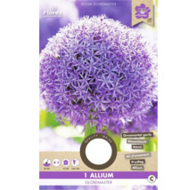 Ambalaj cu un bulb de Allium Globemaster