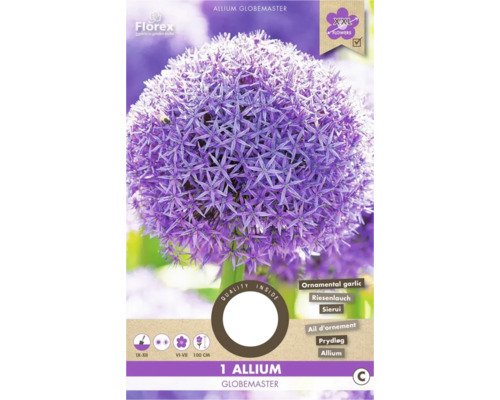 Bulbi de flori Allium Globemaster 18/20 1 buc.