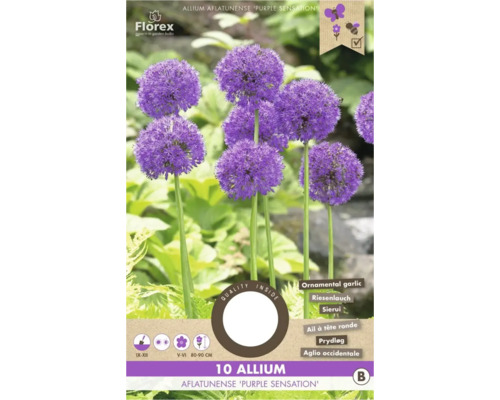 Bulbi de flori Allium Purple Sensation 10/12 10 buc.