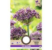 Pachet cu 10 bulbi Allium atropurpureum