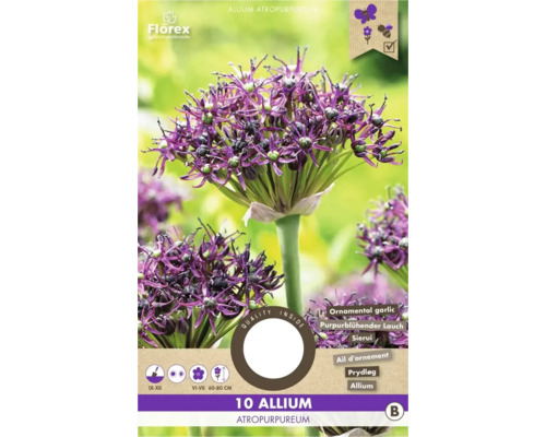 Bulbi de flori Allium Atropurpereum 7/8 10 buc.