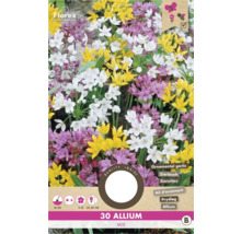 Pachet cu 30 de bulbi de flori de usturoi ornamental mix