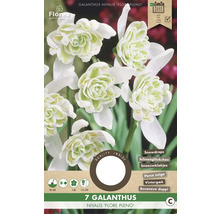 Pachet ghiocei dubli Galanthus nivalis Flore Pleno