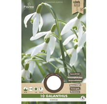 Ambalaj ghiocel, denumire botanică Galanthus elwesii, cu informații despre perioada de plantare și caracteristici