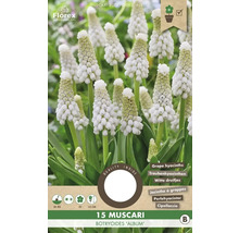 Pachet cu 15 bulbi de zambilă albă Muscari botryoides Album