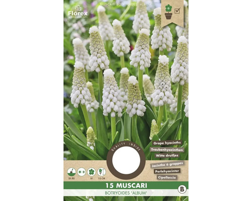 Bulbi de flori Muscari Botryoides Album 5/6 15 buc.