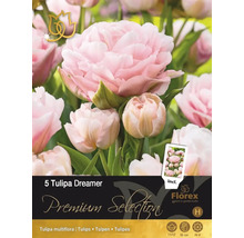 Pachet cu 5 bulbi de lalele Tulipa Dreamer