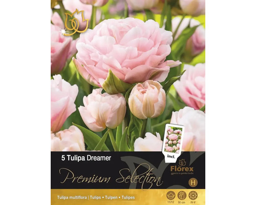 Bulbi de lalele Premium Dreamer 11/12 5 buc.