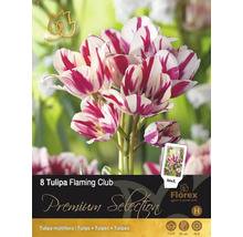 Pachet cu opt bulbi de lalele Tulipa Flaming Club