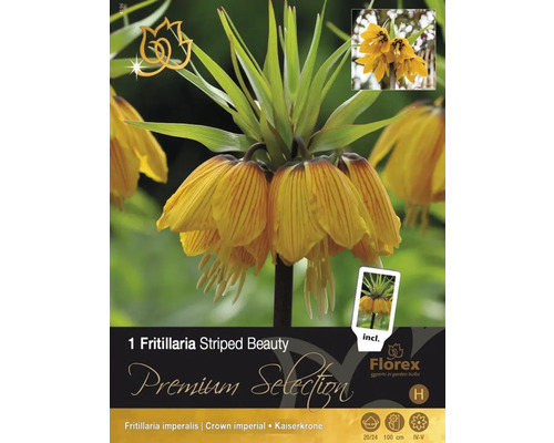 Bulbi de flori Premium Fritilaria Striped Beauty 8 buc.