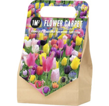 Bulbi de flori pentru un covor floral de 1 metru pătrat, 50 de bucăți