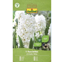 Pachet cu 5 bulbi de zambile Hyacinthus orientalis White