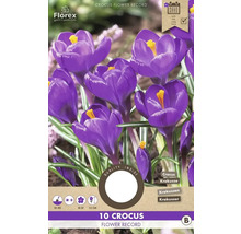 Pachet cu 10 crocus din soiul Flower Record